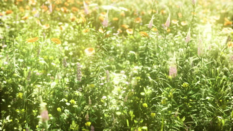 colorful wildflower field blooms during sunny day in serene nature setting