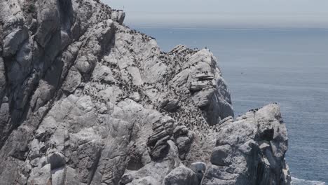 Close-up drone footage of seabirds perched on the rugged surface of Morro Rock in Morro Bay, California. A natural habitat for local wildlife, this coastal monolith rises from the Pacific shoreline