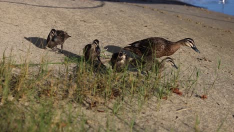 mother duck leading ducklings along a lake