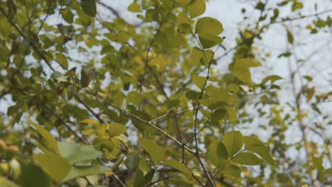 Slow establishing shot of bare tree branches intertwined with blooming branches