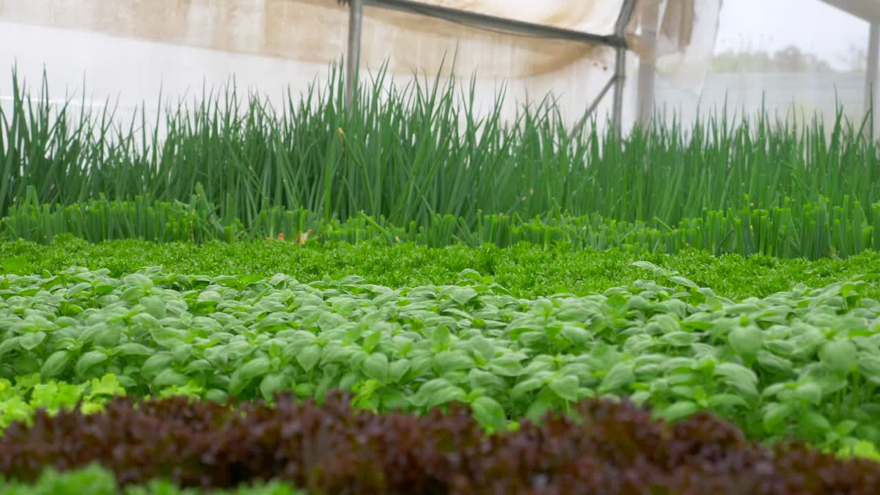 녹색 잎 바실리 과  은 수확 환경에서 재배됩니다.