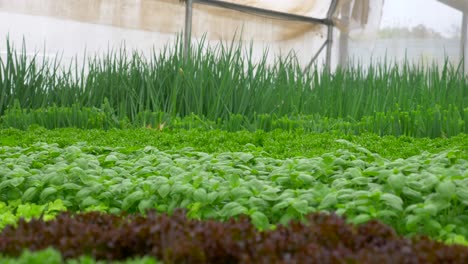 green leafy basil kale and lettuce plants in an hydroponic growing setting