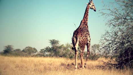 Una-Jirafa-Negra-Muy-Rara-Caminando-Libremente-En-África