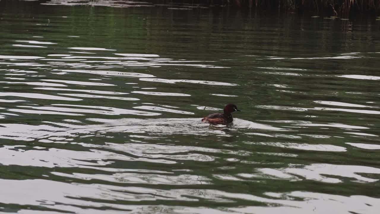 한 오리 한 마리가 조용한 물 위에서 평화롭게 미끄러져