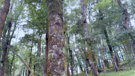 Camera tilts from mossy forest floor to tall trees under diffuse daylight in lush woodland