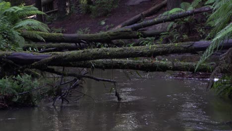 Logs-over-murky-river-stream-in-Australian-forest