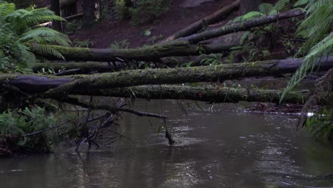 logs over murky river stream in australian forest