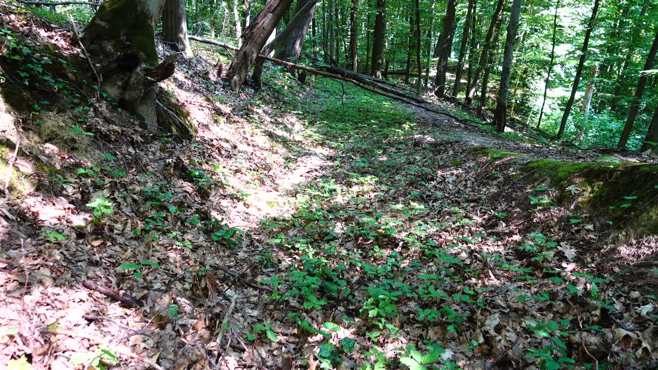 Servizio fotografico nella foresta estiva