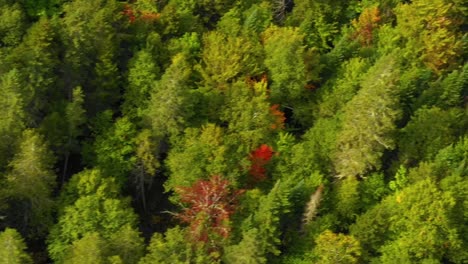 early fall aerial footage of a remote forest in northern maine orbit top down