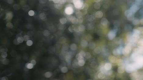 bokeh abstracto suave fuera de foco árboles balanceándose en el viento retroiluminado por el sol de la mañana, cámara lenta 4k