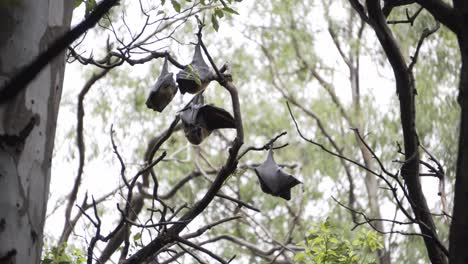 Große-Fledermäuse-In-Einem-Australischen-Wald