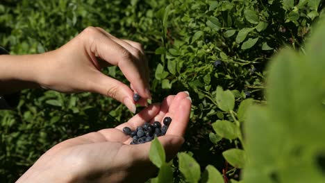 picking berries, blueberry picking, wild berries in forest