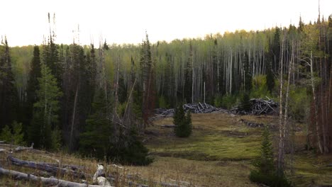 quaking aspen forest timber clearing panoramic view with sunflare
