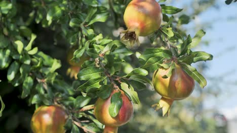 Frische-Granatapfelfrüchte-Am-Zweig-Des-Granatapfelbaums