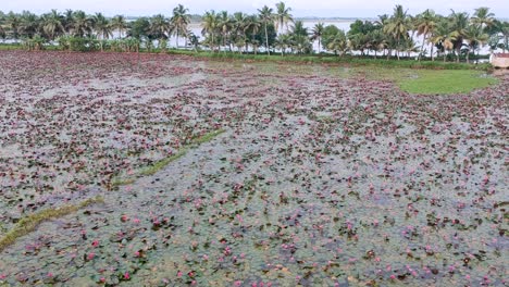 water lily pond river sea,water lily blooming,beautiful aerial shot,group,blossom