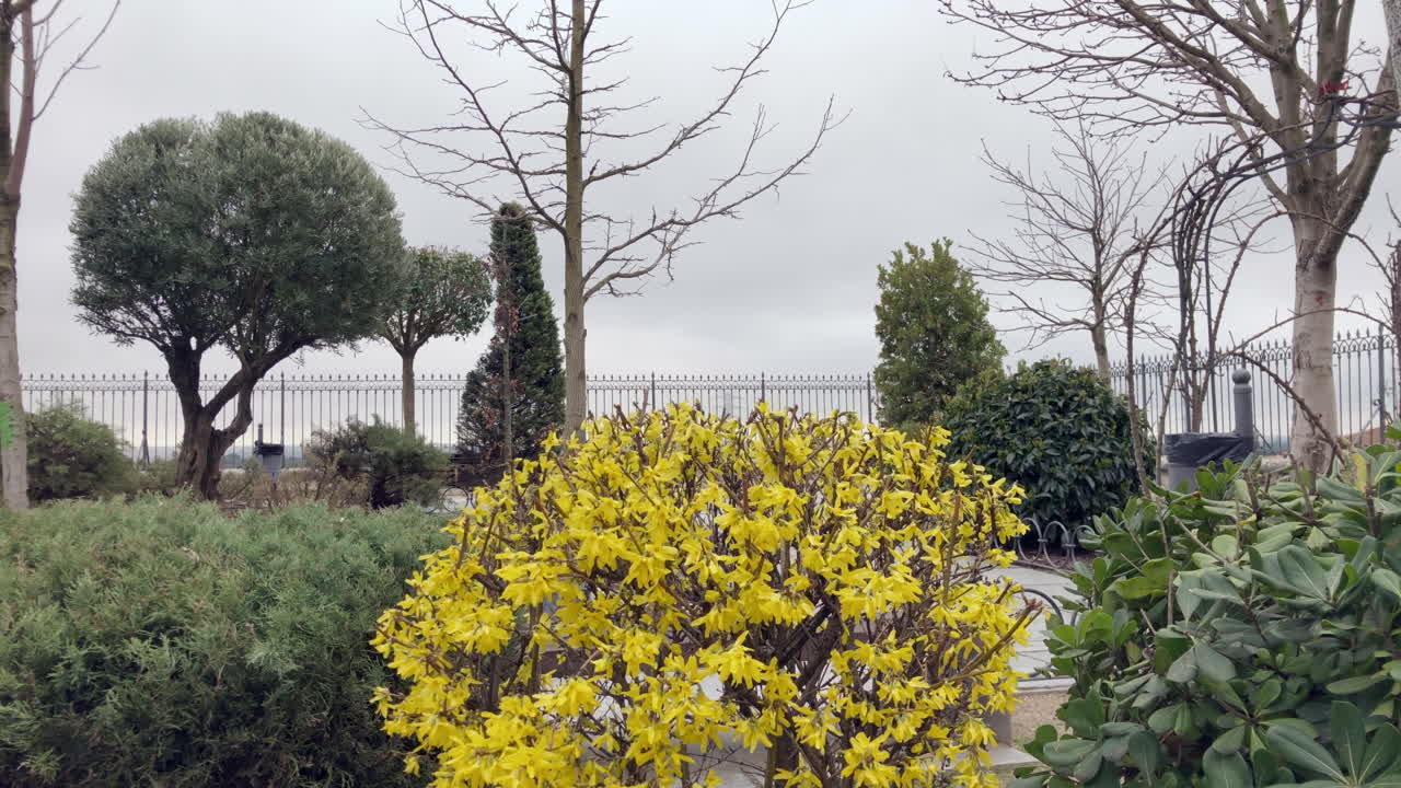 весенние цветы весенние цветы