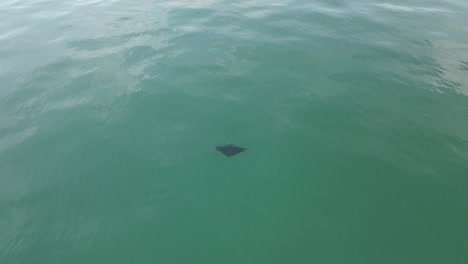 Aerial-descent-to-lone-Manta-Ray-hovering-in-turquoise-ocean-water