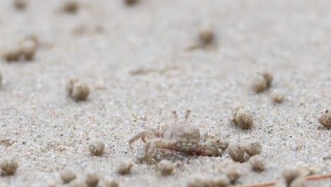 un cangrejo fantasma se mueve a través de la playa de arena