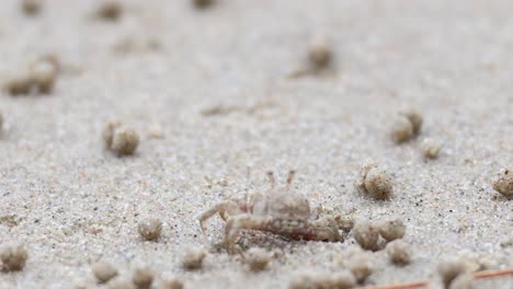 a ghost crab moves across sandy beach