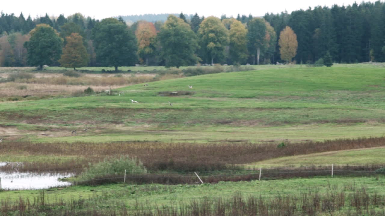 gansos aterrizando en la hierba día lluvioso