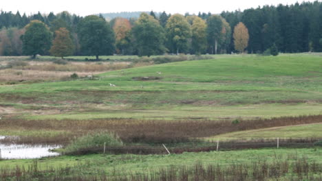 Geese-landing-on-grass-rainy-day