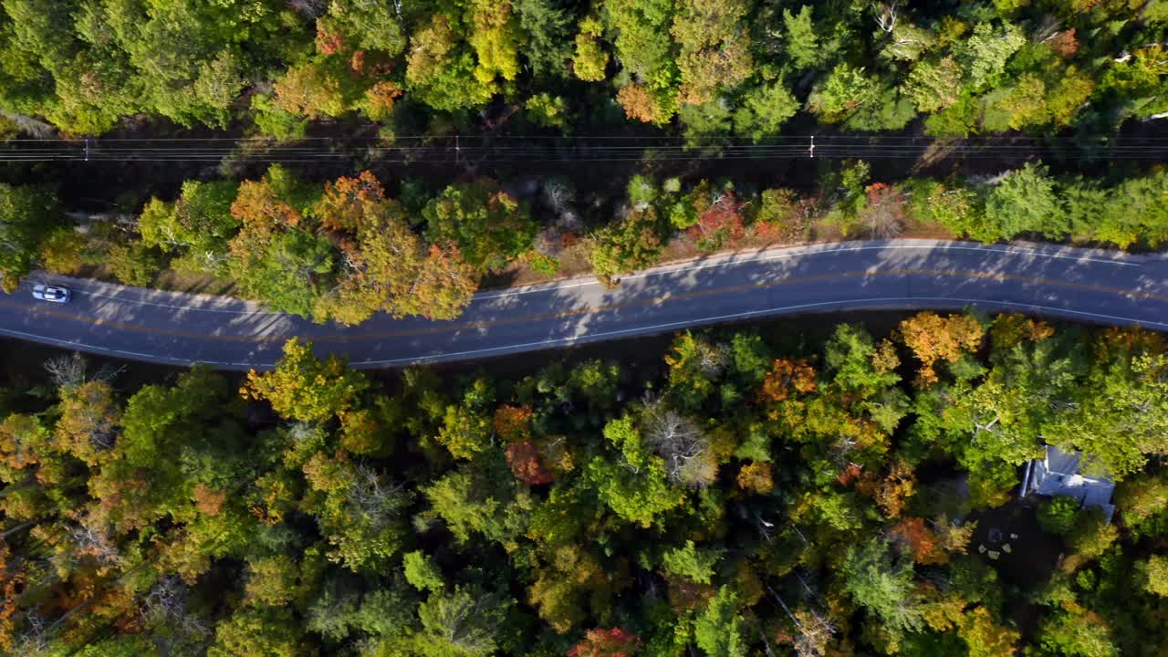 A twisting road snakes through a dense forest canopy of vivid green and amber leaves, capturing the calm rhythm of autumn and the organic harmony between movement and nature