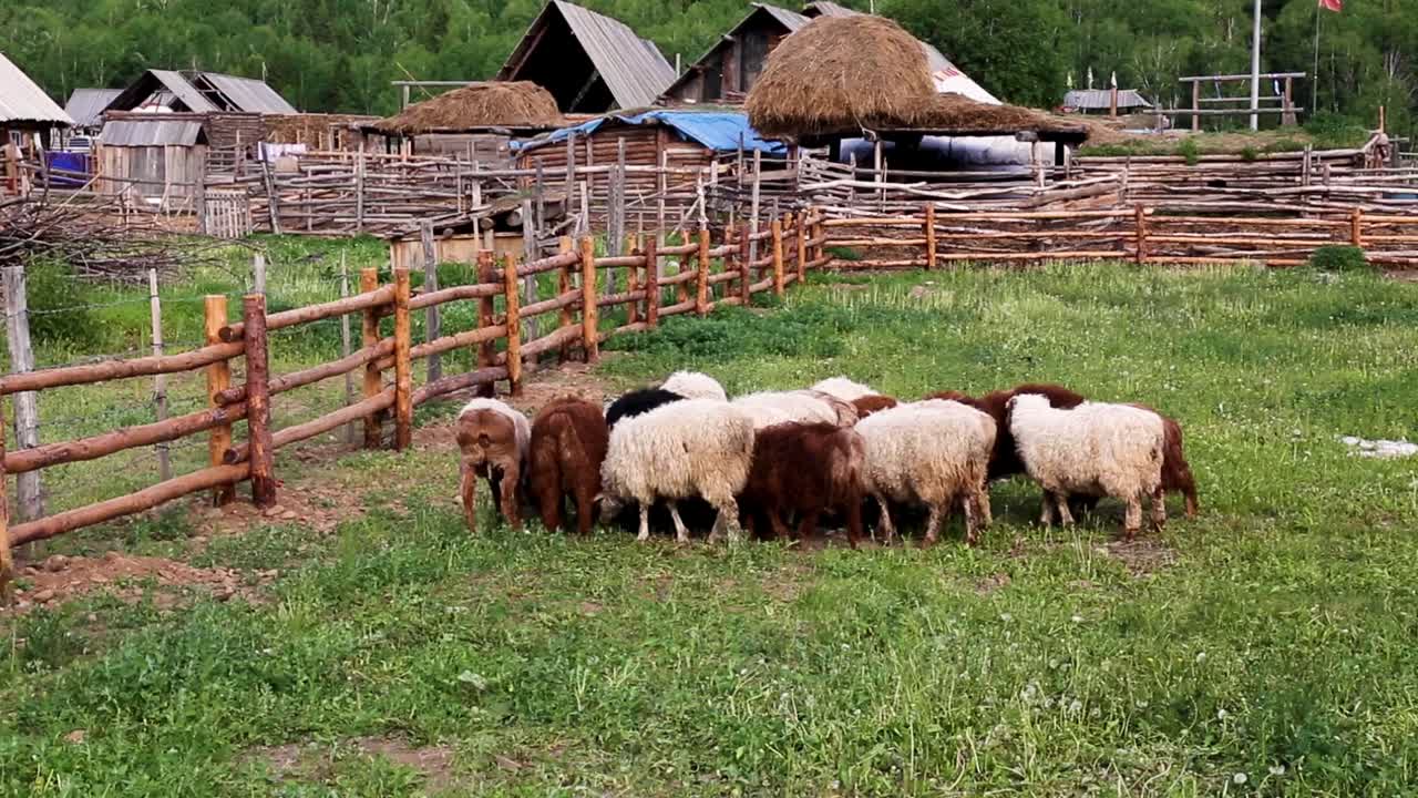 아시아의 대나무 집으로 둘러싸인 작은 시골 마을에서 풀을 먹고 있는 농장에 울타리를 친 양 떼