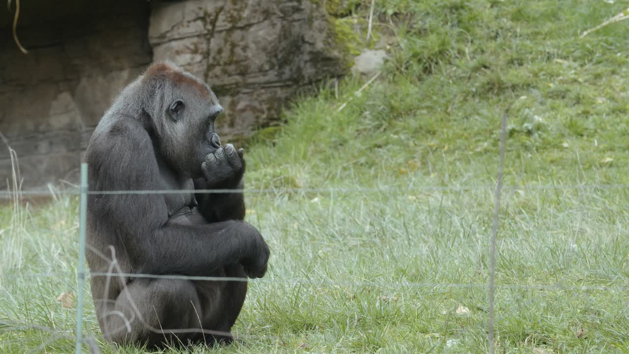 Ripresa al rallentatore di un gorilla che mangia noci nello zoo