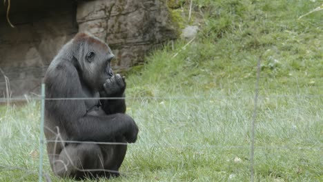 slow motion shot of gorilla eating nuts in zoo