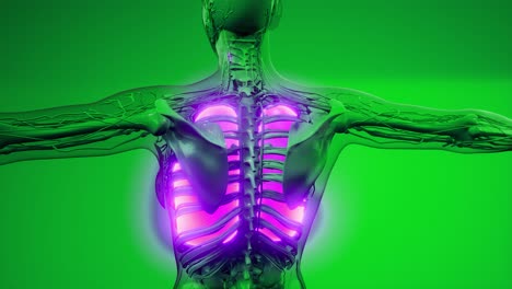 examen radiológico de los pulmones humanos