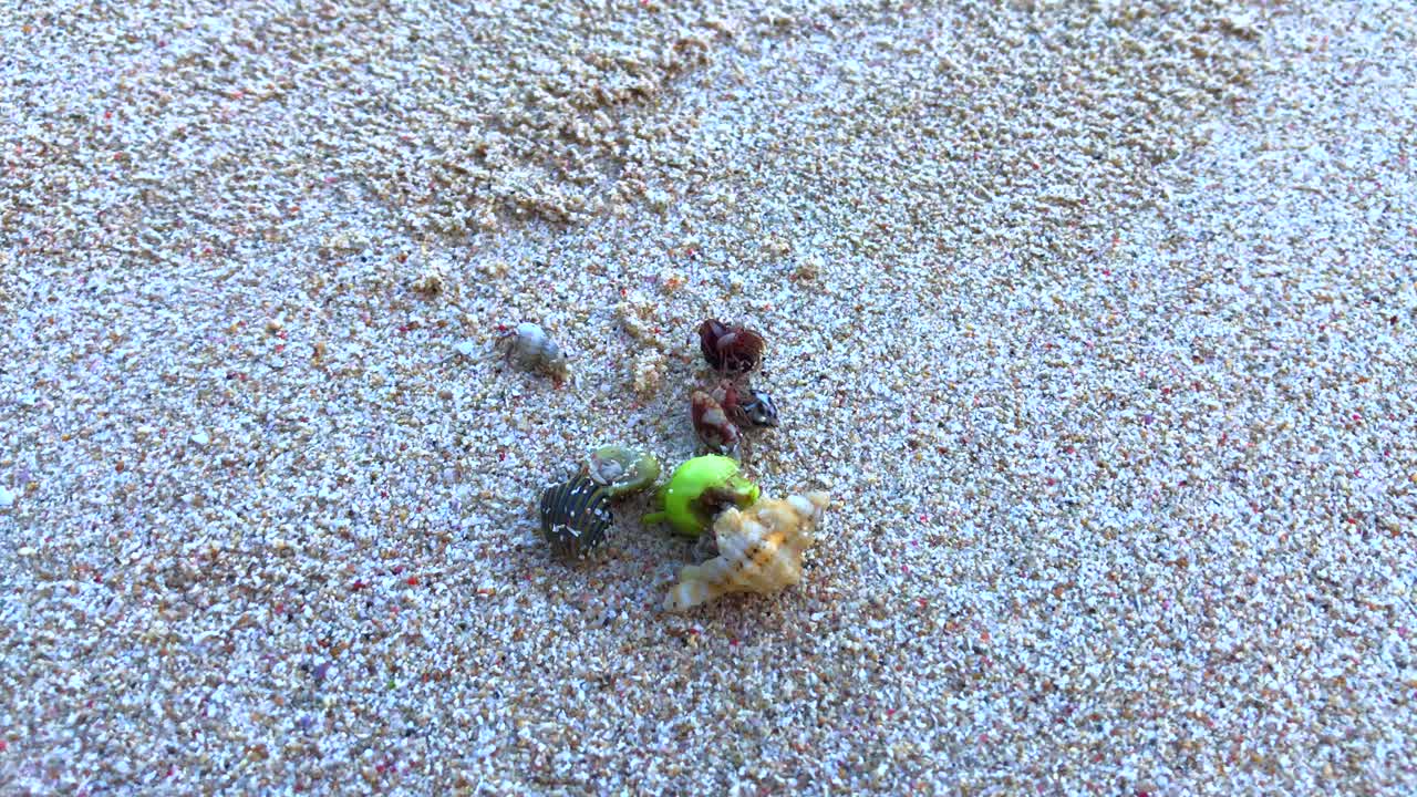 familia de cangrejos ermitaños en todo tipo de conchas marinas diferentes corriendo alrededor de la playa de green bowl en uluwatu bali indonesia