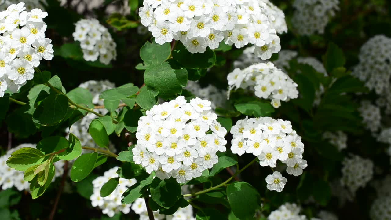 Espirea alpina, flor de primavera. Arbusto de floración blanca en primavera.