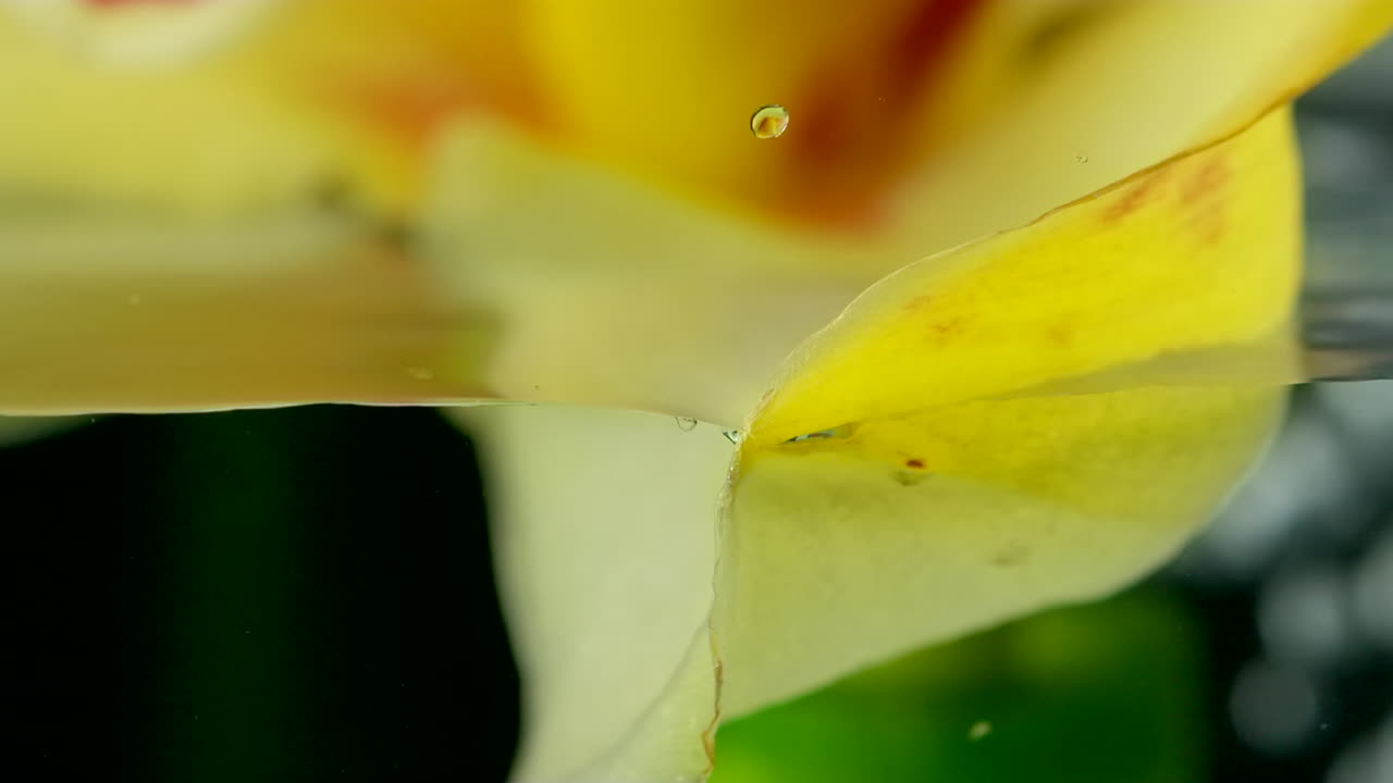 orquídea en el agua - fotografía macro