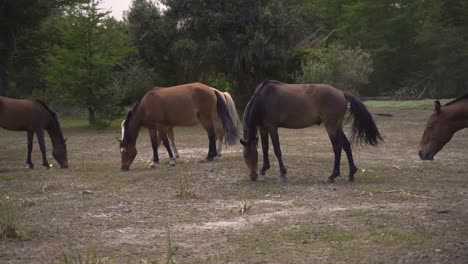 grupo de 5 caballos marrones caminando y comiendo hierba en la granja a cámara lenta 60 fps