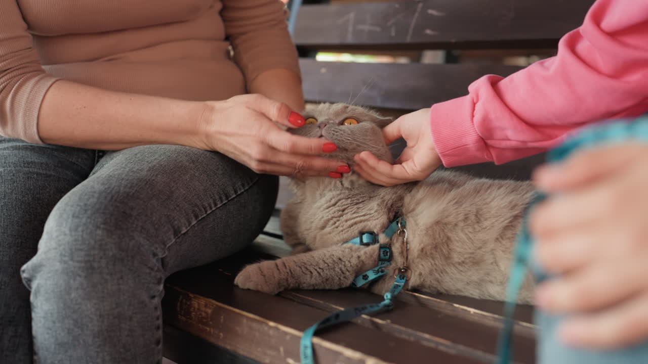 People Affectionately Stroke Calm Domesticated Cat Outdoors, Pair Gently Caresses Relaxed Cat Sitting On Park Bench, Two Persons Enjoy Serene Afternoon As They Pet Their Contented House Cat