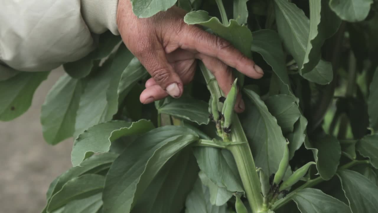 Close up of woman's hands showing a local plant. The rural life in El Cocuy, Colombia. Traditional farming practices, campesino culture, and authentic Andean mountain lifestyle