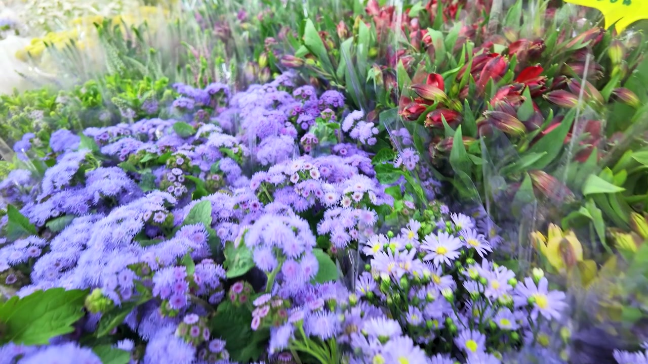 Gros plan à main levée de fleurs violettes colorées et de pétales rouges sur un marché aux fleurs