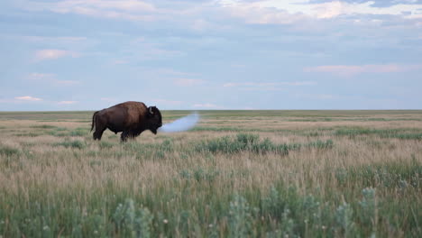 bison in a prairie landscape