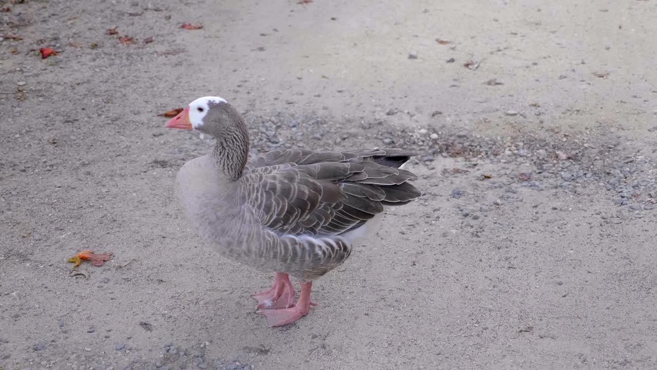 ganso en suelo de grava arenosa limpiándose a sí mismo, cuello largo girando para emerger del plumaje de plumas