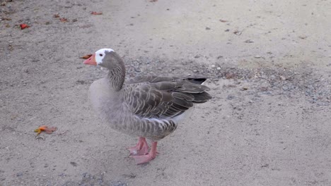 Gans-Auf-Sandigem-Kiesboden,-Der-Sich-Selbst-Putzt,-Langer-Hals,-Der-Sich-Dreht,-Um-Aus-Dem-Federkleid-Aufzutauchen