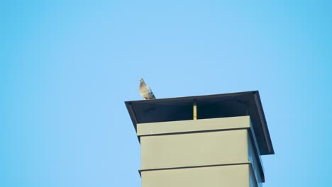 Taube-Auf-Schornstein,-Fliegt-Dann-Weg