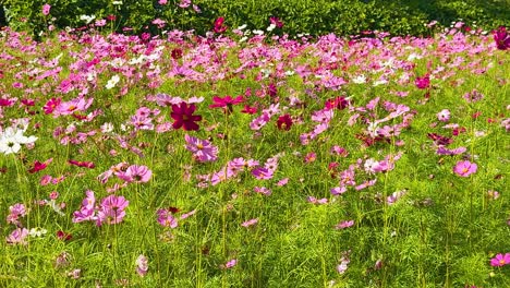 바람에 흔들리는 다채로운 우주 꽃