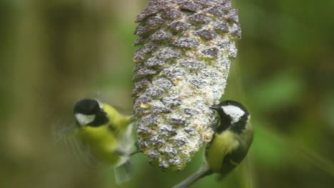 two great tits feeding on a greasy a pine cone in the garden