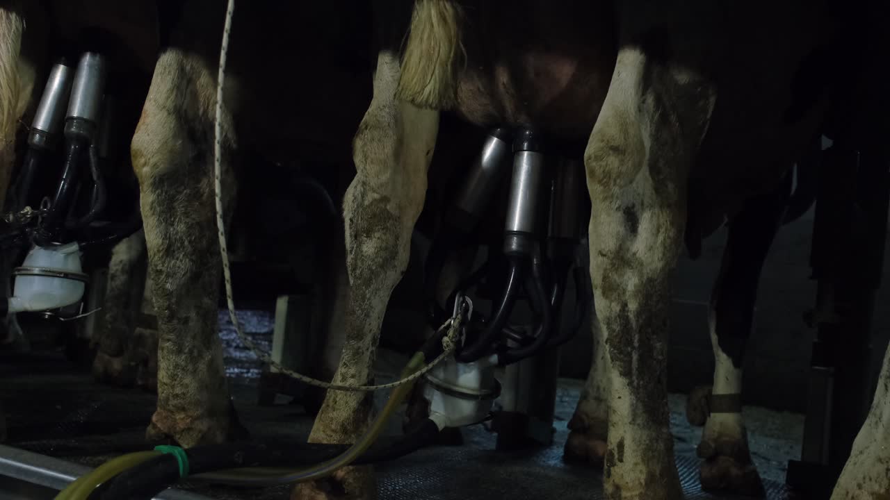 In Turkey, middle east countries, cow care milking forage eating, farm life cow