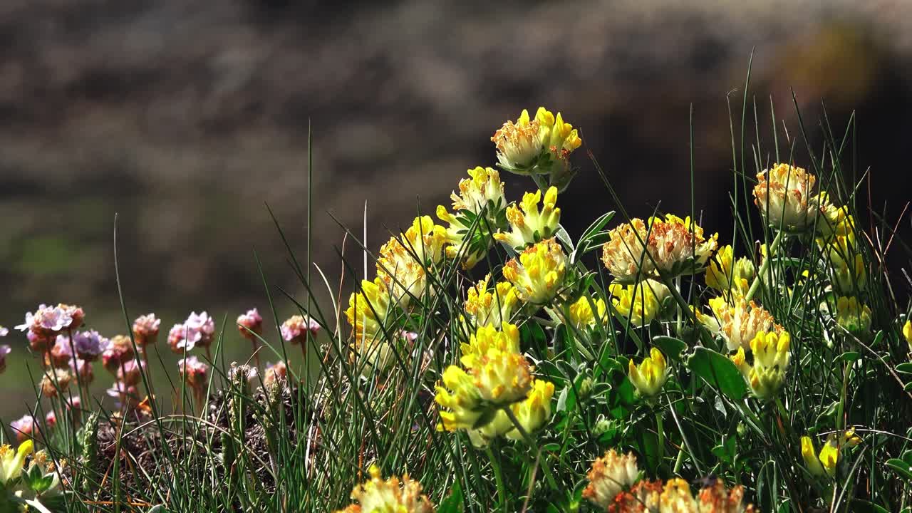 Summer flowers in bloom Copper Coast Waterford Ireland epic scenes