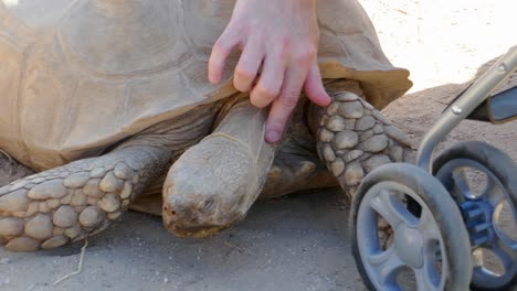 Women-pets-turtle-at-the-zoo