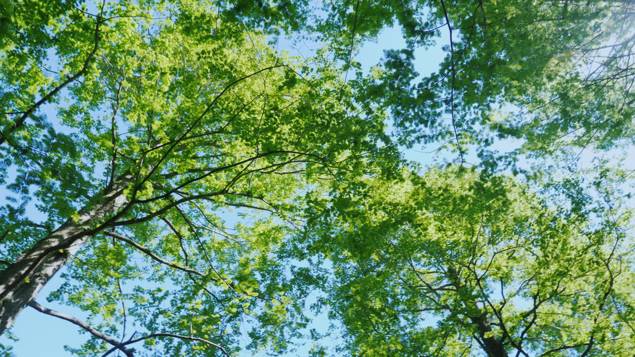 녹색 나뭇가지 아래에서 회전 03