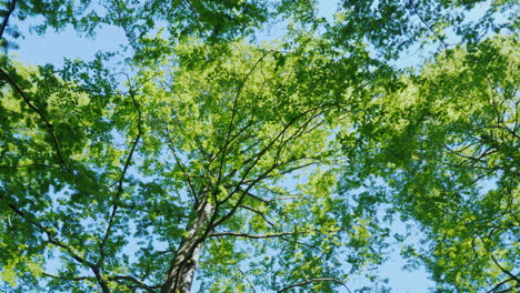 Spinning Under Green Tree Branches 03