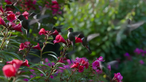 Hummingbirds feeding on vibrant flowers in a garden