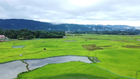 vista aérea de un campo de arroz en arunachal pradesh